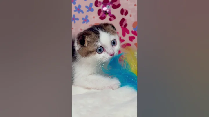 Video 10030161: scottish fold cat kitten, cute scottish fold kitten, scottish fold girl, scottishfoldcat kitten cats, pets scottish, kitten cute pretty