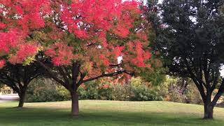 Fall Colors At Twin Creeks In Allen Tx