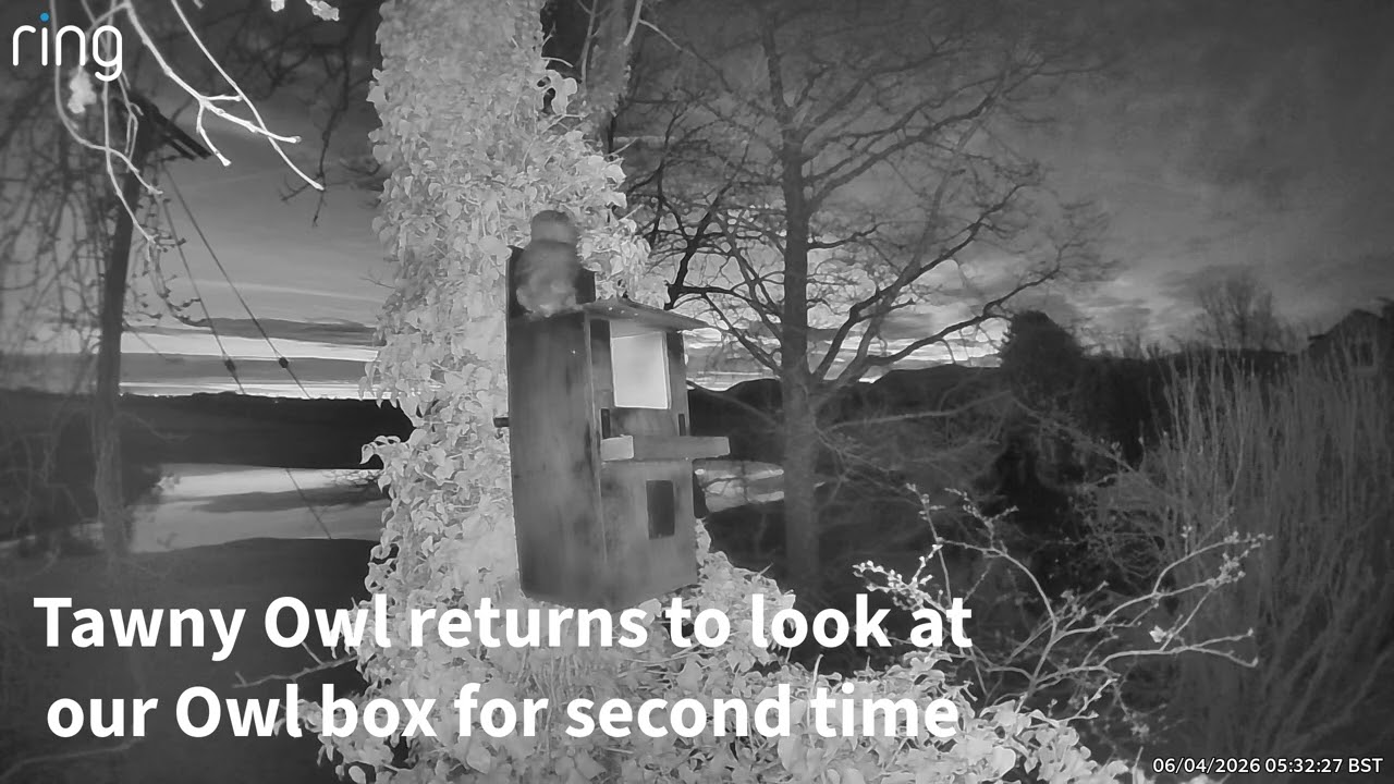 The second visit to our Owl box by the Tawny Owl last night 