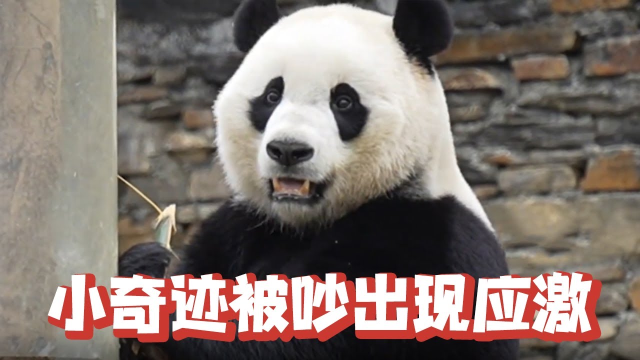 小奇迹被吵出现应激反应，奶爸见状冒雨安慰，实在太令人感动【追娱秀场】