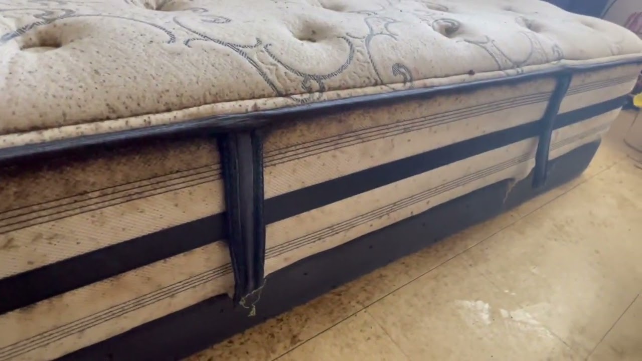 A Bad Bed Bug Infestation Throughout the Apartment