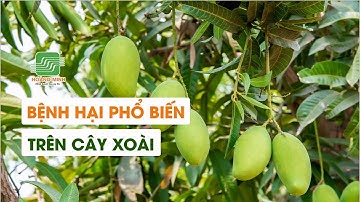 CÁC BỆNH HẠI PHỔ BIẾN TRÊN CÂY XOÀI