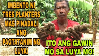 IMBENTO KO SA AKING PAGTATANIM NG LUYA | TRES PLANTERS