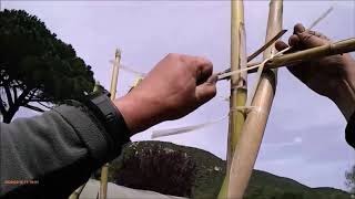 Comment construire une structure pour haricots grimpants. Tuteurer Les Haricots Rame