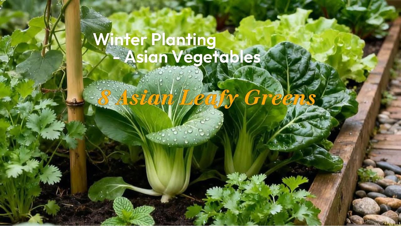 Winter Hardy Vegetables: Asian Vegetables Thriving in Zones 6 to 8