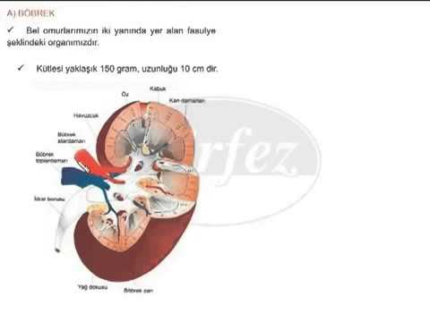 SBS Fen Bilgisi Dersi Konu Anlatımı   Boşaltım Sistemi   7 Sınıf   1