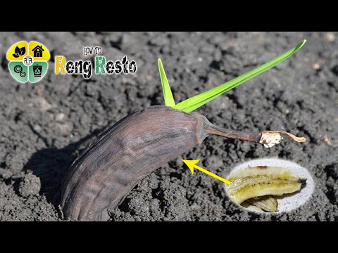 Saksıda Muz Yetiştirme Teknikleri -How To Grow İn Pot Banana