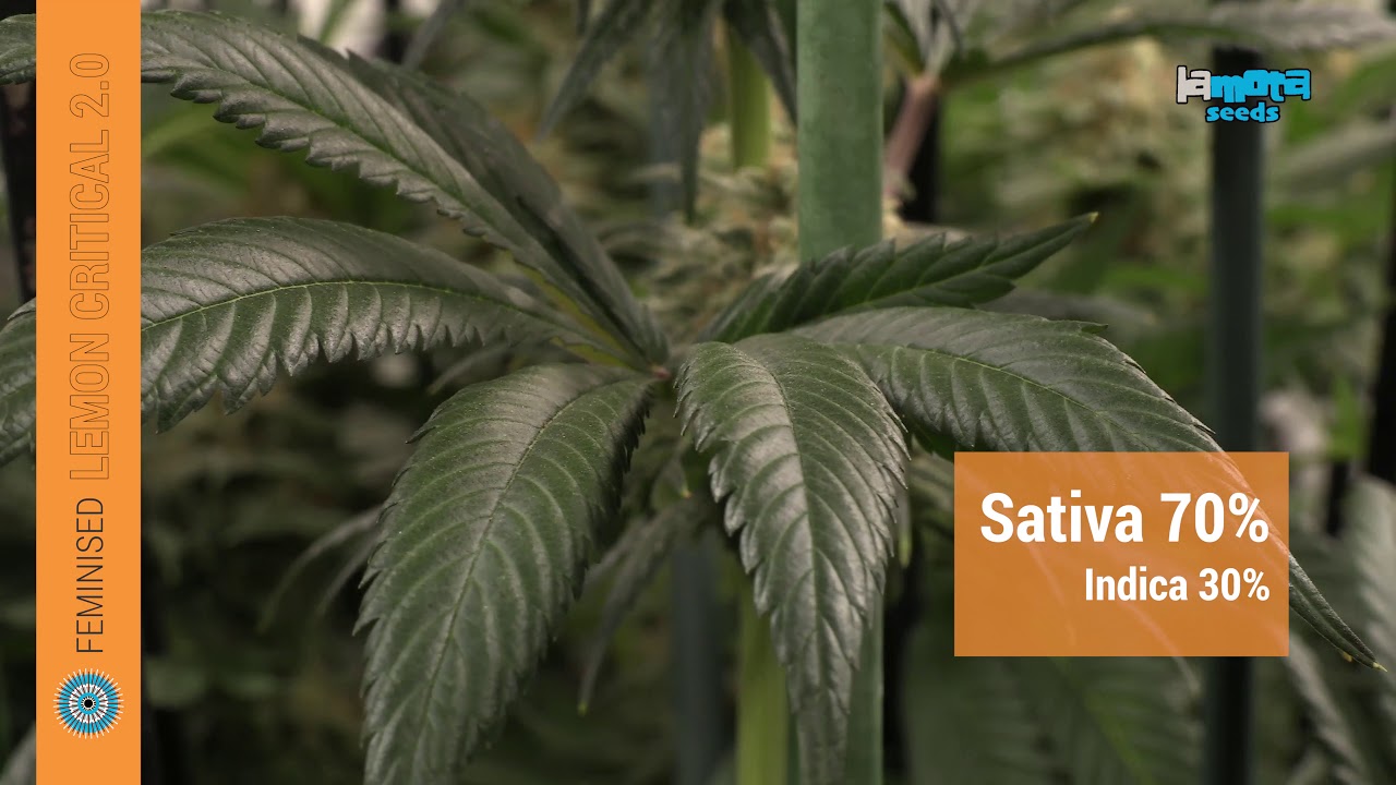 Lemon Critical 2.0 cannabis strain