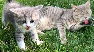 Caught In The Act - The Cat Steals Food From Tiny Kittens