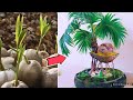 How to make a coconut Bonsai Easy Steps (with Partial shell and roots airborne)