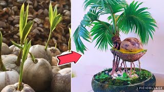 Cara Membuat Bonsai Kelapa Langkah Mudah (Dengan Sebagian Tempurung dan Akarnya Mengudara)