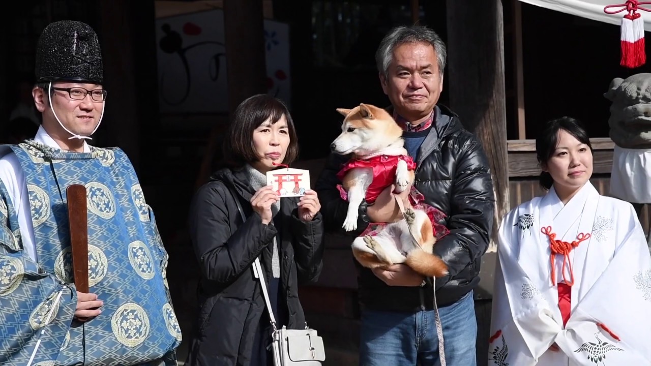 SNSで話題！愛犬の七五三祝いができる神社&家族と撮れる写真館 ｜貸切