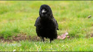 Crows Have A Funny Walk