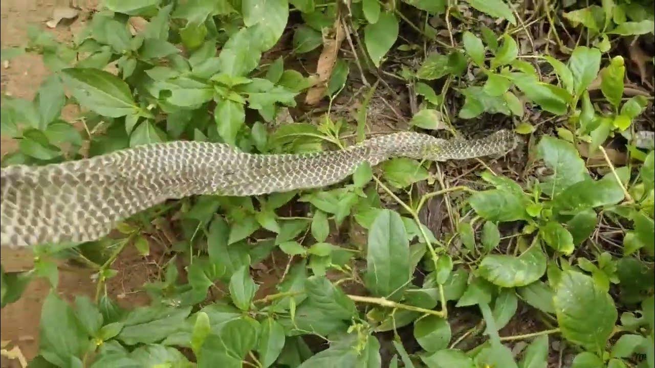 Snake vs Kerosene Snake vs Salt Snake vs Ash Snake vs Fire