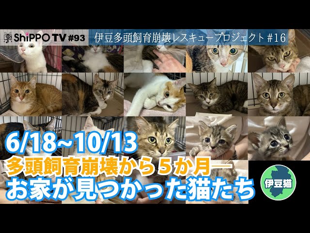 多頭飼育崩壊から5か月 お家が見つかった猫たち（6/18〜10/13） 伊豆