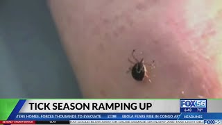 Tick season ramps up in Kentucky as experts warn of rising risks