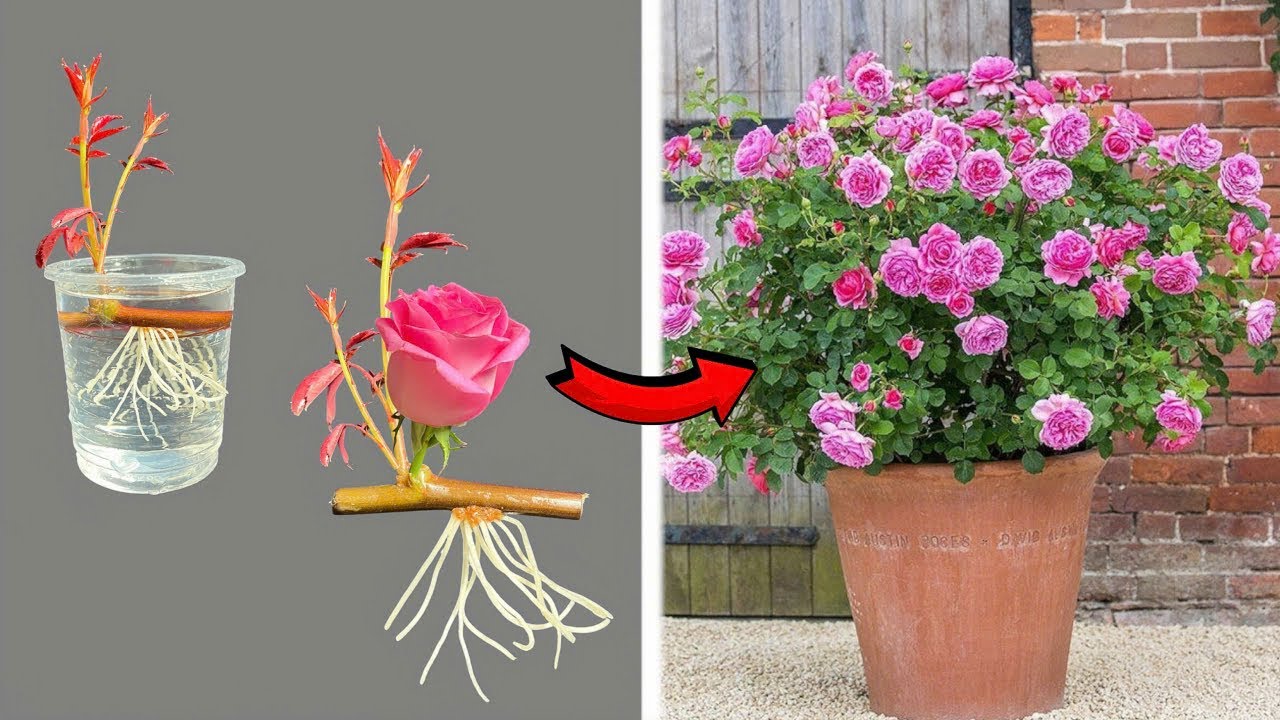 It's surprising how simple it is to propagate Roses overnight! - YouTube