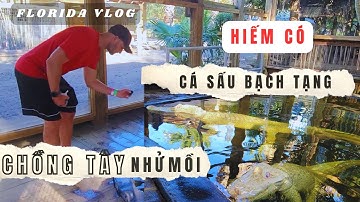 HIẾM CÓ KHÓ TÌM !!! CHỒNG TÂY NHỬ MỒI CÁ SẤU BẠCH TẠNG | FLORIDA VLOG | Bích Vlog Ở Mỹ