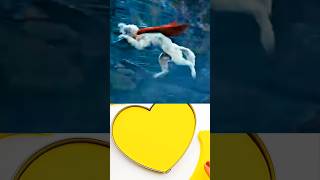 The-Super-Dog-Saved-Superman-In-A-Critical-Moment. .123