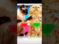 😹 Cat Couple Fight Over Food 😂💔#cat #funny #ai #aivideo #shorts