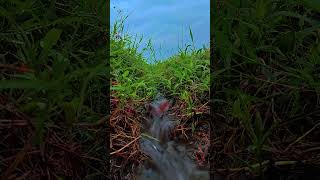 Gentle Water Flow in Rice Field | Relaxing Nature ASMR