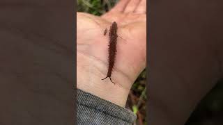 Today I found a velvet worm!!! #costarica #nature #tropical #animals #rareanimals