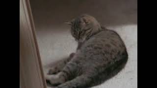 3/10/2012 Bonus - Little Miss Playing with her Tail