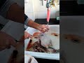 تنظيف الدجاج العراقي الحي فتح وتقطيع Elfannmashaher تنظيف الدجاج العراقي الحي فتح وتقطيع Elfannmashaher