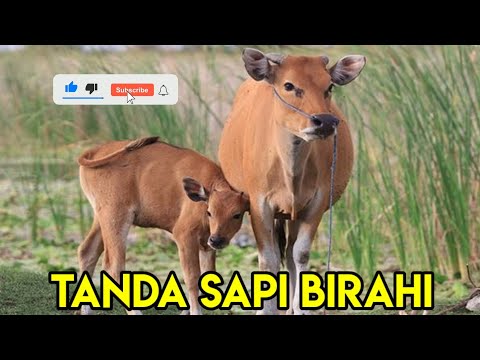 Tanda Tanda Sapi Betina Minta Kawin/Birahi