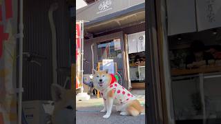 練切が可愛すぎて食べれない😍❤️#柴犬 #チワワ #shorts
