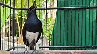 Suara Burung Kacer Gacor Ngeplong Tarung Terampuh Buat Pancingan Kacer Agar Cepat EMOSI