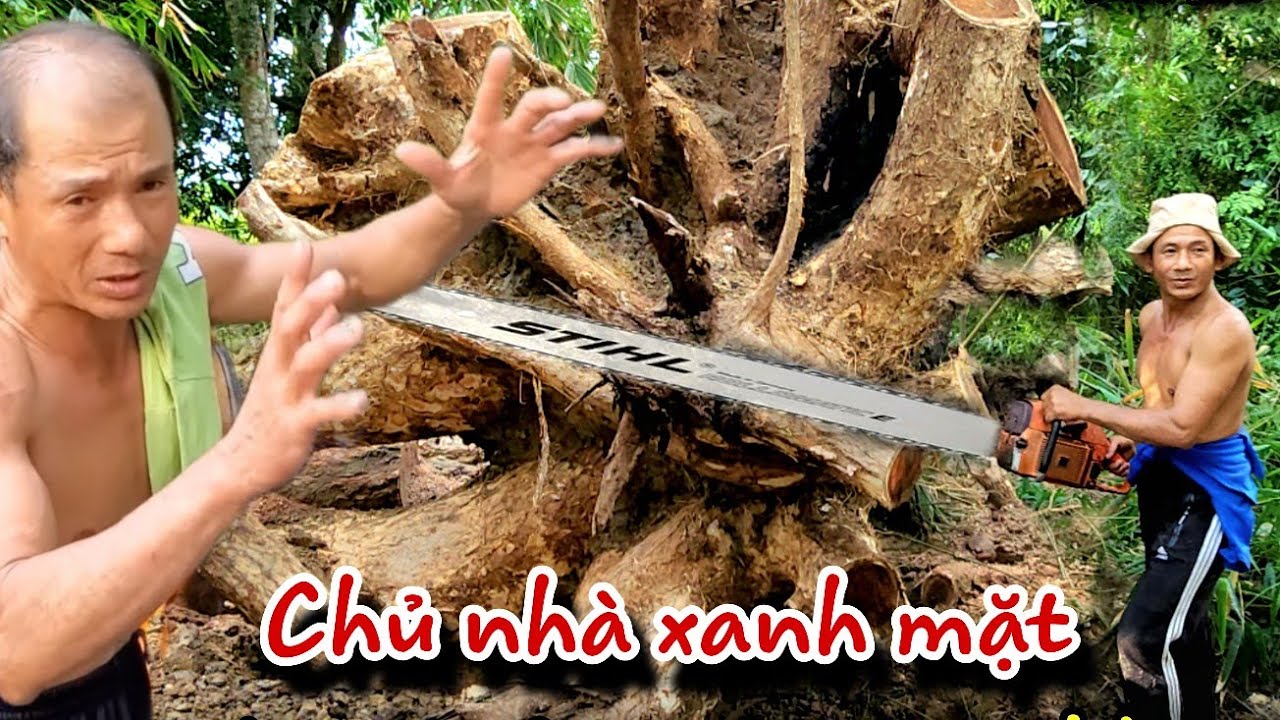 Thợ Cưa Lắc Đầu Bỏ Về. Chủ Nhà Khóc Thét Vì Không Ai Dám Cưa Cây Còng Gần Nhà Còn Vua Khỉ Thì Sao??