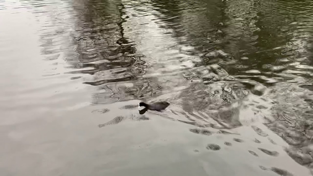 Coot bird diving underwater