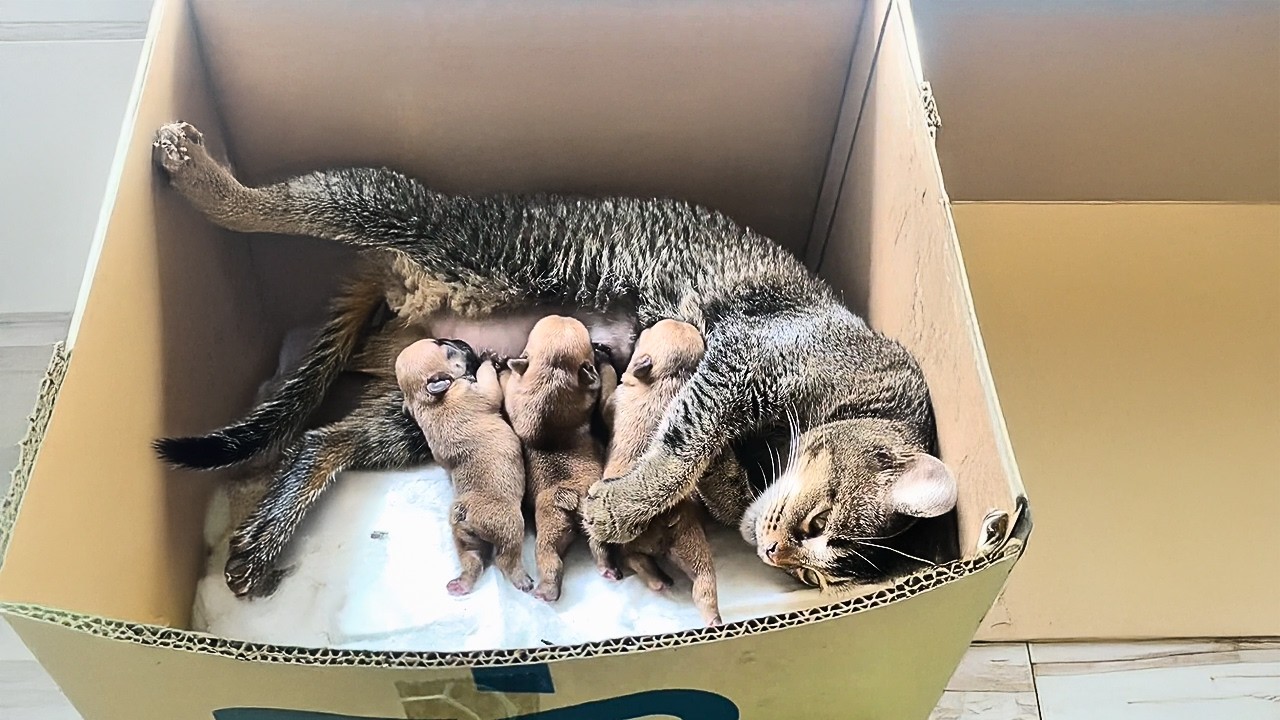 Бродячая собака после родов ушла, а кормящая кошка приняла щенков как своих детей.