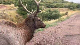 WATCH: CPW officers relocate an Elk found in Englewood (Colorado Parks and Wildlife)
