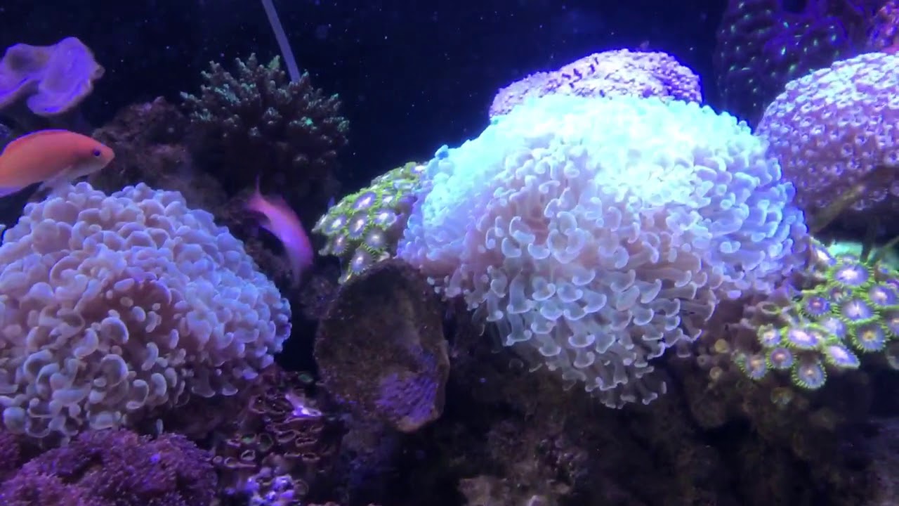 Cheap reef tank india