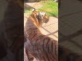 Emirates Zoo Resort Amur Tiger From Russia Peacefully Living In Abu Dhabi 
