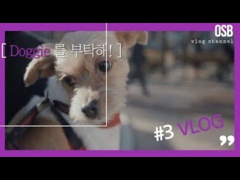 사연이 많은 저의 이야기를 들어주세요! [소망이V-log] ㅣAbandoned dog ㅣ유기견