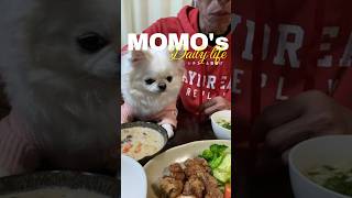 シチュー唐揚げいつもの食事風景ももちゃんの日常