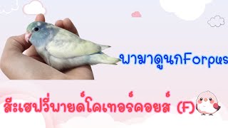 พามาดูนกFORPSUS