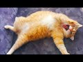  funniest cats and dogss    hilarious animal compilation 278