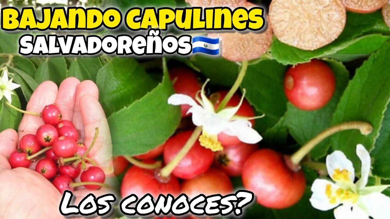 Capulines Fruta De El Salvador