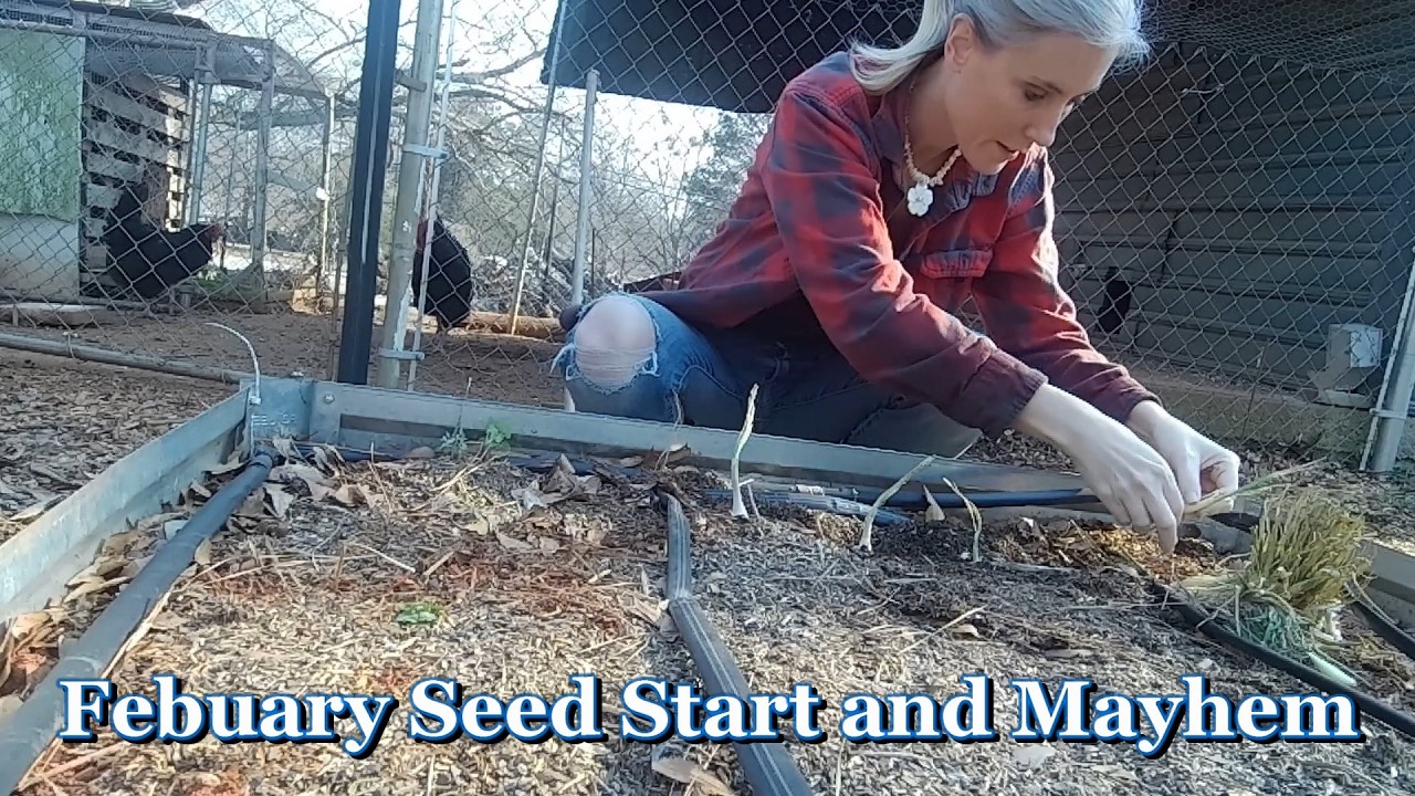 Work and Seed Starting and Chicken Mayhem | Feb 2026