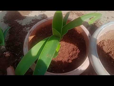 Vídeo: Dividing Amaryllis a l'aire lliure: quan dividir les plantes d'Amaryllis al jardí