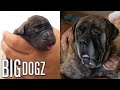 English Mastiff Puppy Is Saved By C-Section Birth | BIG DOGZ