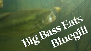 Famous Big Bass Eats Bluegill #shorts Net Worth