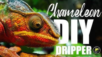 How To Make A DIY Dripper For Your Chameleon