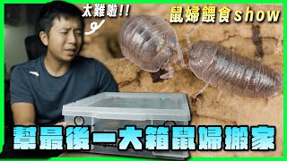 我放棄了...放棄用「大盒子」飼養鼠婦｜缺點分析｜鼠婦餵食show【臺灣蟻窟】
