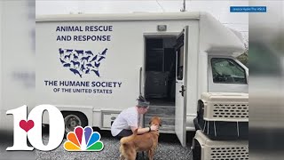 Help underway for displaced pets after historic flooding