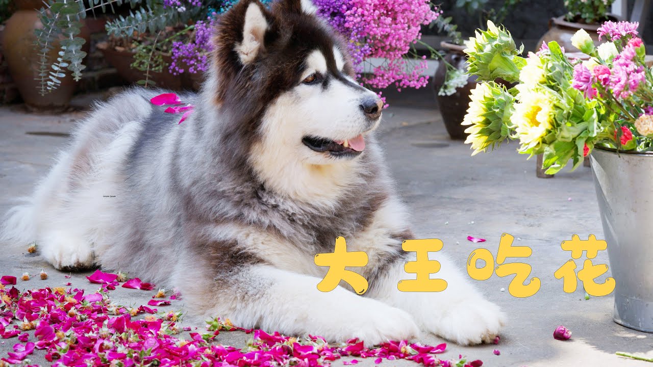 大王和来福超爱姐姐做的现烤鲜花饼～